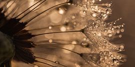 Panorama of a golden dandelion by Marjolijn van den Berg