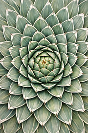 Königin der Linien – Agave Victoriae‑Reginae