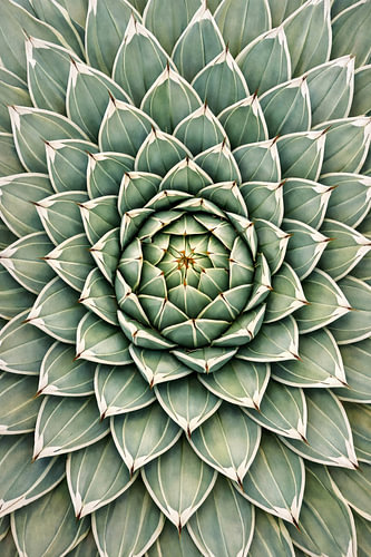 Königin der Linien – Agave Victoriae‑Reginae