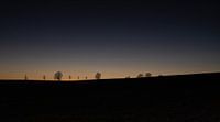 Een rij bomen in het laatste licht van de dag