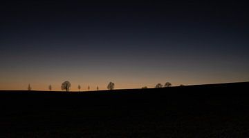 Een rij bomen in het laatste licht van de dag van Holger Spieker
