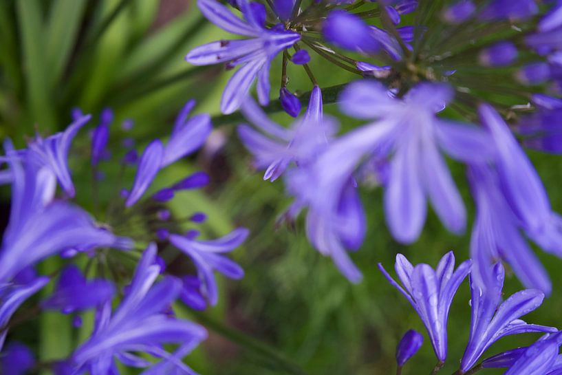 Love flower! by Inger Art & Design