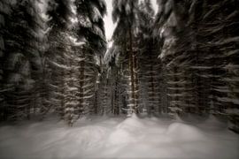 Schwarzwald im Schnee von Oliver Lahrem