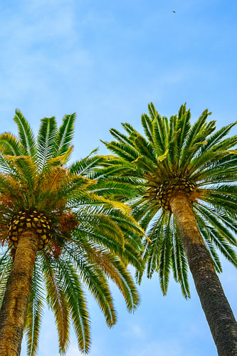 Exotische palmbomen in de zomer