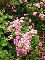 Clematis and roses