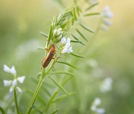 Grass and Insect by Crystal Clear