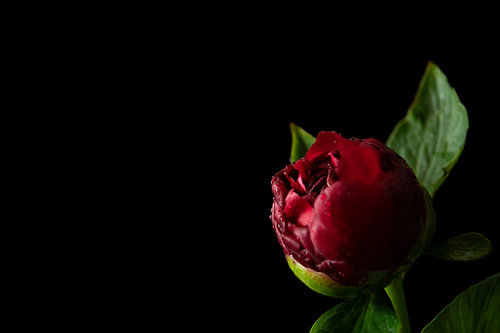 Ember Veil