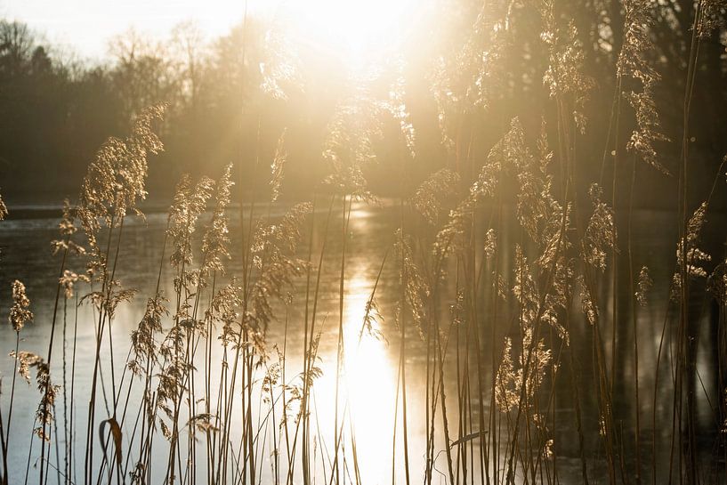 low sun at Lake Bilt by wil spijker