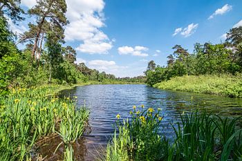 Het grootse aanblik van de bossen en vennen in Oisterwijk.