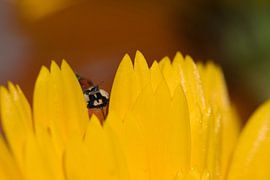 Red with dots spotted between the golden yellow marigold by Jolanda de Jong-Jansen