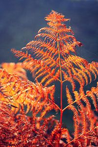 golden season... fern van Els Fonteine