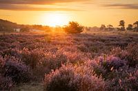 The first rays of sunlight hit the blooming heather
