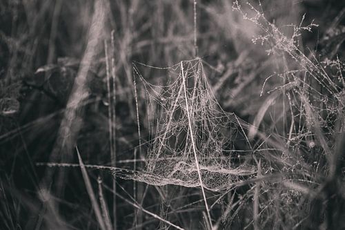 Blad Kunst Macrofotografie Zwart Wit