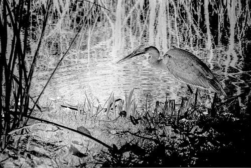 Nightvision. Reiger in Vondelpark.