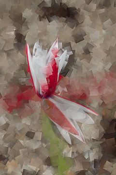 Tulip cubism in red and white by Gevk - izuriphoto