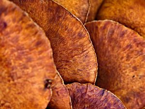 Tuiles naturelles - l'automne sous son meilleur jour !