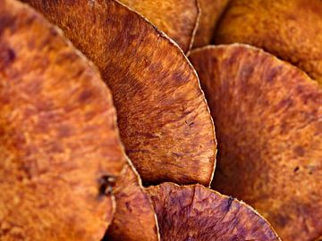 Natural roof tiles - autumn at its best! by BHotography