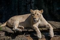 Relaxed lioness