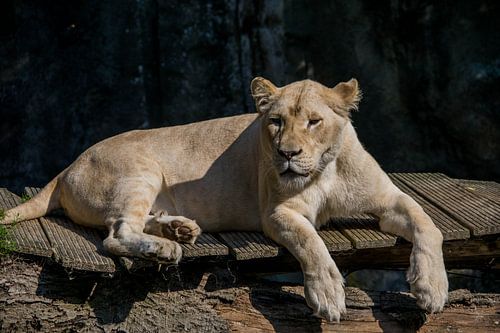 Une lionne détendue