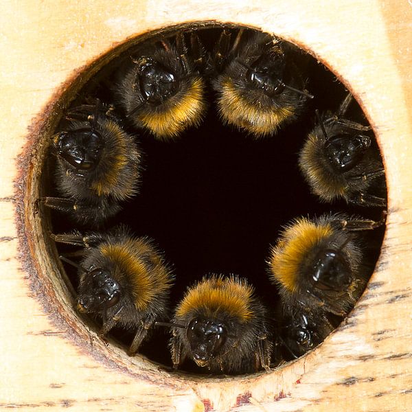 Bees on guard by Roel Ovinge