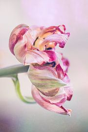 tulip blossomed by natascha verbij