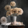 Löwenzahn & Pusteblume