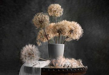 Dandelion Seed Pod, Lydia Jacobs by 1x