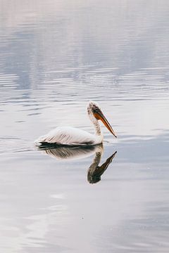 Reflection pelican
