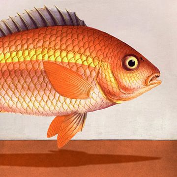 FISH by Marja van den Hurk