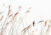 Een eenzame gors in het riet