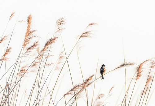 Eine einsame Fahne im Schilf