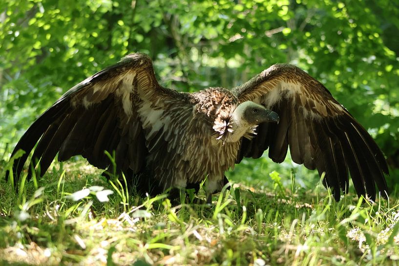 White-backed vulture by Klazien Scheepstra
