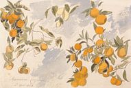 Edward Lear~Bäume mit Früchten, 3. April 1863 von finemasterpiece Miniaturansicht