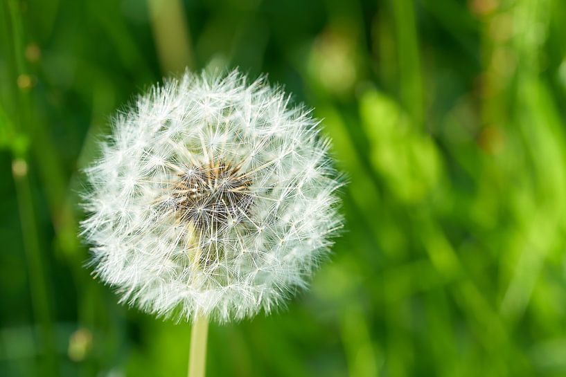 Löwenzahn, Taraxacum sect. Ruderalia im Sommer von Heiko Kueverling