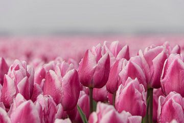 Tulpen, paars/roze met een subtiel wit randje van Ans Bastiaanssen