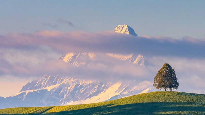 A lime tree in front of Mount Schreckhorn, Switzerland by Henk Meijer Photography