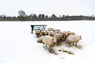 Schapen in een besneeuwd weiland in een winters landschap van Sjoerd van der Wal Fotografie thumbnail