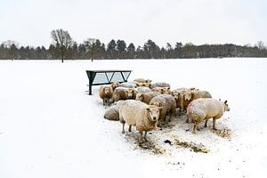 Schapen in een besneeuwd weiland in een winters landschap van Sjoerd van der Wal Fotografie