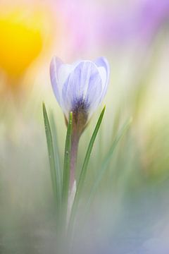 Festival of crocusses by Iris Waanders