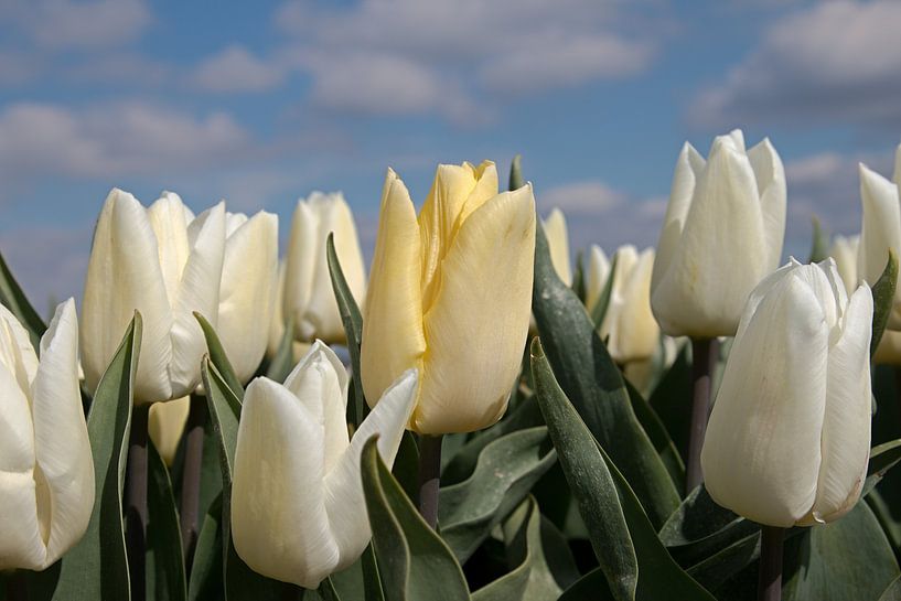 Pastel yellow tulip between white tulips by W J Kok