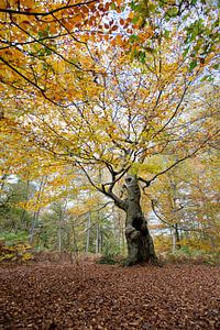 Arbre de vie (compositie 5)