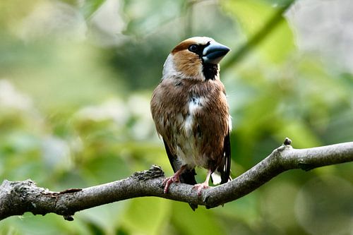 Appelvink