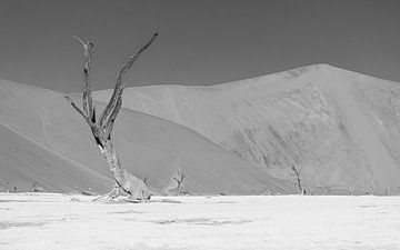 Large in small trees in Deadvlei in black and white