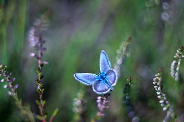 Bleu chiné vintage sur Nienke Castelijns