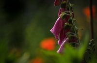 digitalis