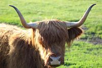 Nieuwsgierige Schotse hooglander