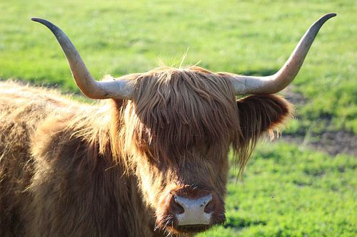 Nieuwsgierige Schotse hooglander