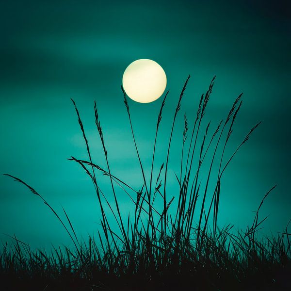 Mondschein und Gras von Poster Art Shop