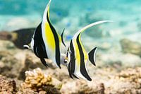 The colourful Moorish idol