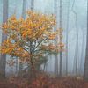 Arbre aux couleurs de l'automne dans le Mastbos près de Breda sur Jos Pannekoek